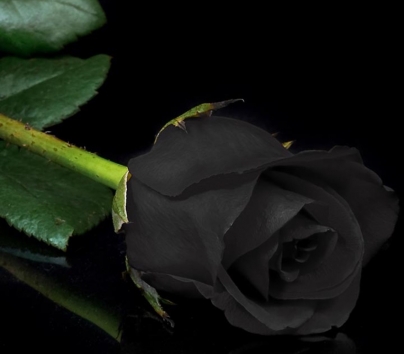 Agency Black Rose